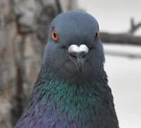 A Pigeon
