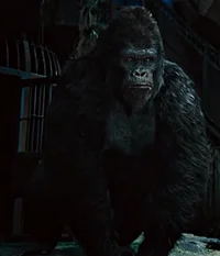 Buck Gorilla
