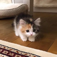 Kitten