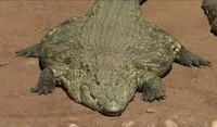 crocodile