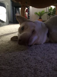 The Universe Hoppers