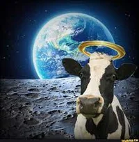 Holy Cow