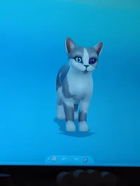 Lion - Heather kits