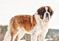 200 st bernards