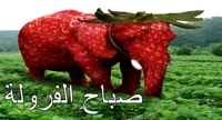 strawberry elephant