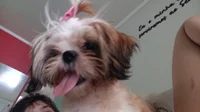Sana the shih tzu 