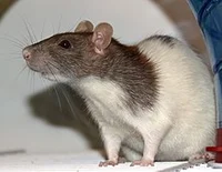 Fancy Rat