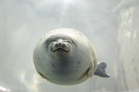 Foca obesa
