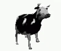 Dancing Polish Cow