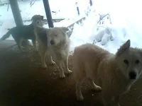 Three doggos