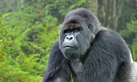 gorilla