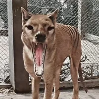 Thylacine