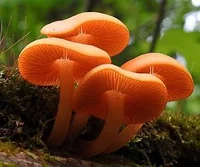 Orange Mushrooms