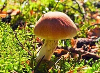 Brown mushroom