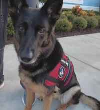 Service dog