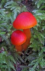 Red mushrooms