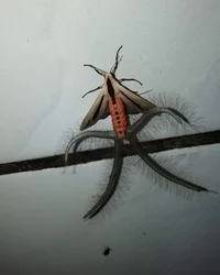 Creatonotos Gangis