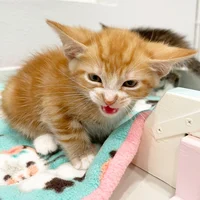 Feral Kitten