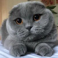 Random Grey Cat