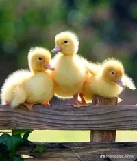 Three Little Ducks