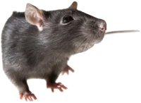 A Rat