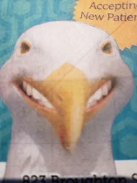 Teethgull