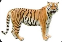 big real flying tigr