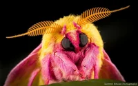 Cute moth