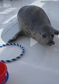 Foca enojada 