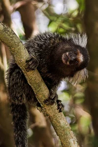 Marmoset