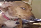 Side eye