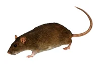 Rata
