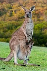 Kangaroo and joey