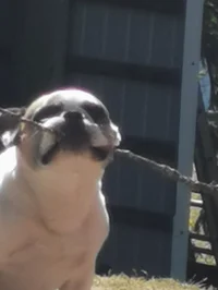 Zane