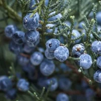 Juniper