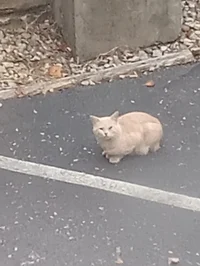 Stray cat