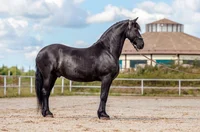 Friedrich friesian h