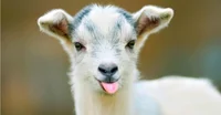 Baby goat