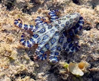 Blue Ringed Octopus