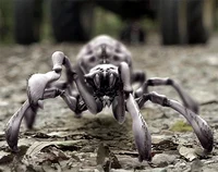 Arachnoquake Spiders