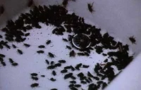 INTEC Cockroaches
