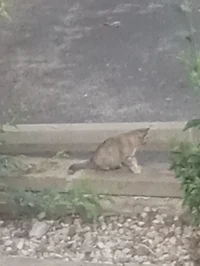 Stray cat V2