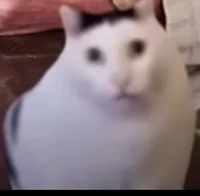 Meme cat