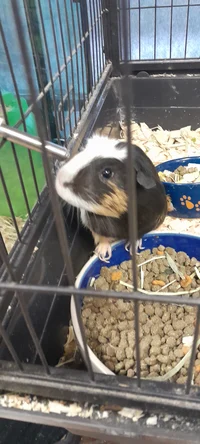 Welcomehome-fnaf-tat