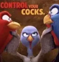 cock