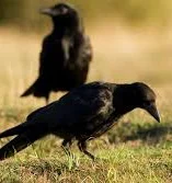 The Murder of Crows