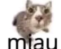 Miau