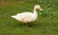 domestic duck