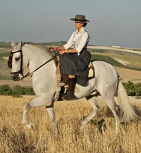 Andalusian horse Ali