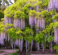 wisteria